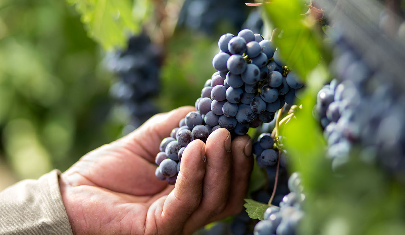 O que é tanino no vinho?