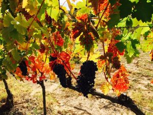 rioja_2