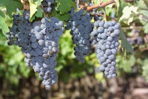 dia do malbec