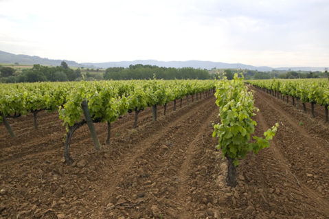 vinho e sustentabilidade
