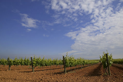 vinho e sustentabilidade