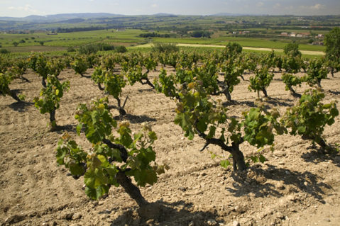 vinho e sustentabilidade