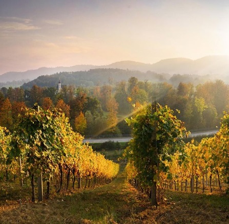 vinhos da áustria