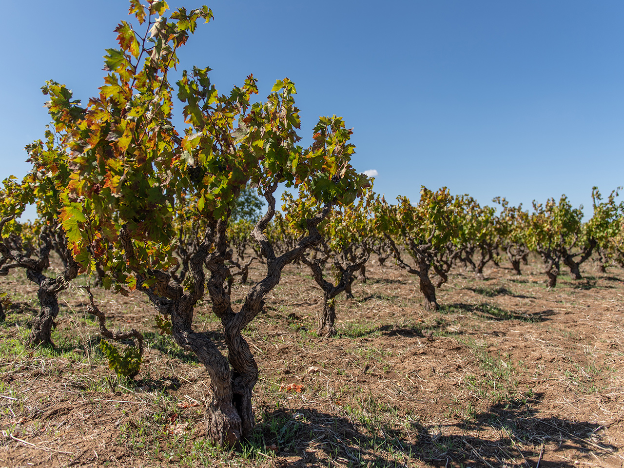 terroir da Puglia na vinícola Luccarelli Itália
