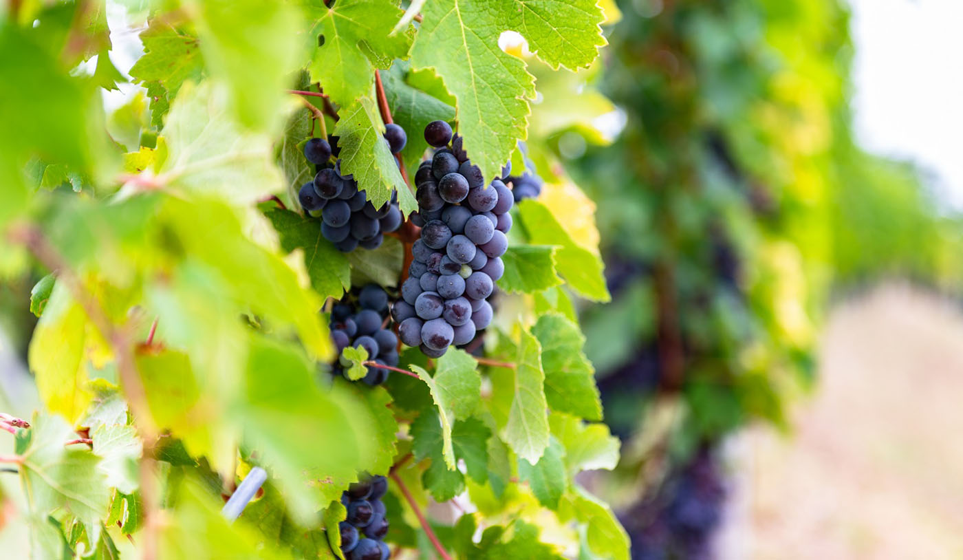 Dia da Nebbiolo: 3 vinhos tintos do Piemonte imperdíveis