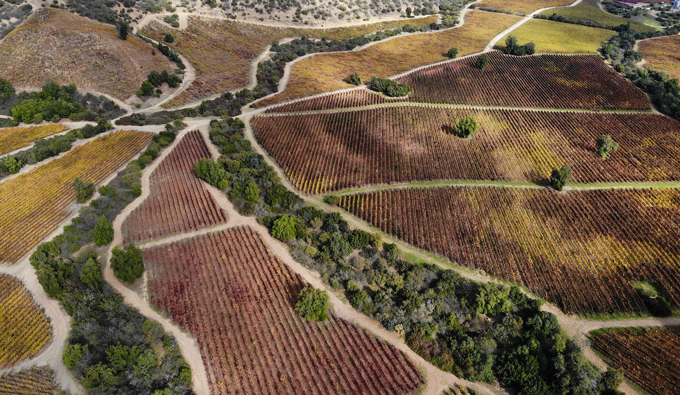 Vinhedos Caliterra no Chile