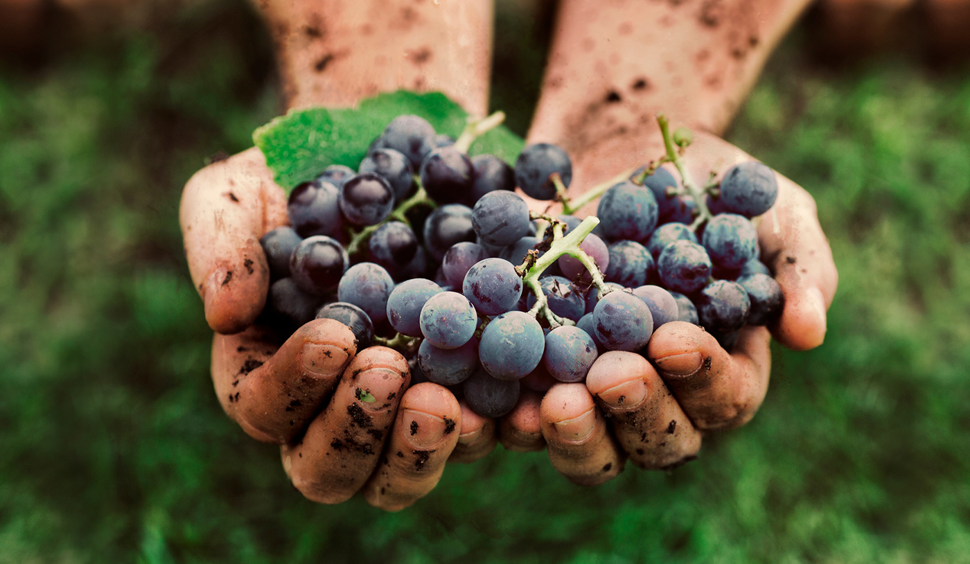 Dia da Carménère: o que é pirazina, substância que dá o típico sabor ao vinho