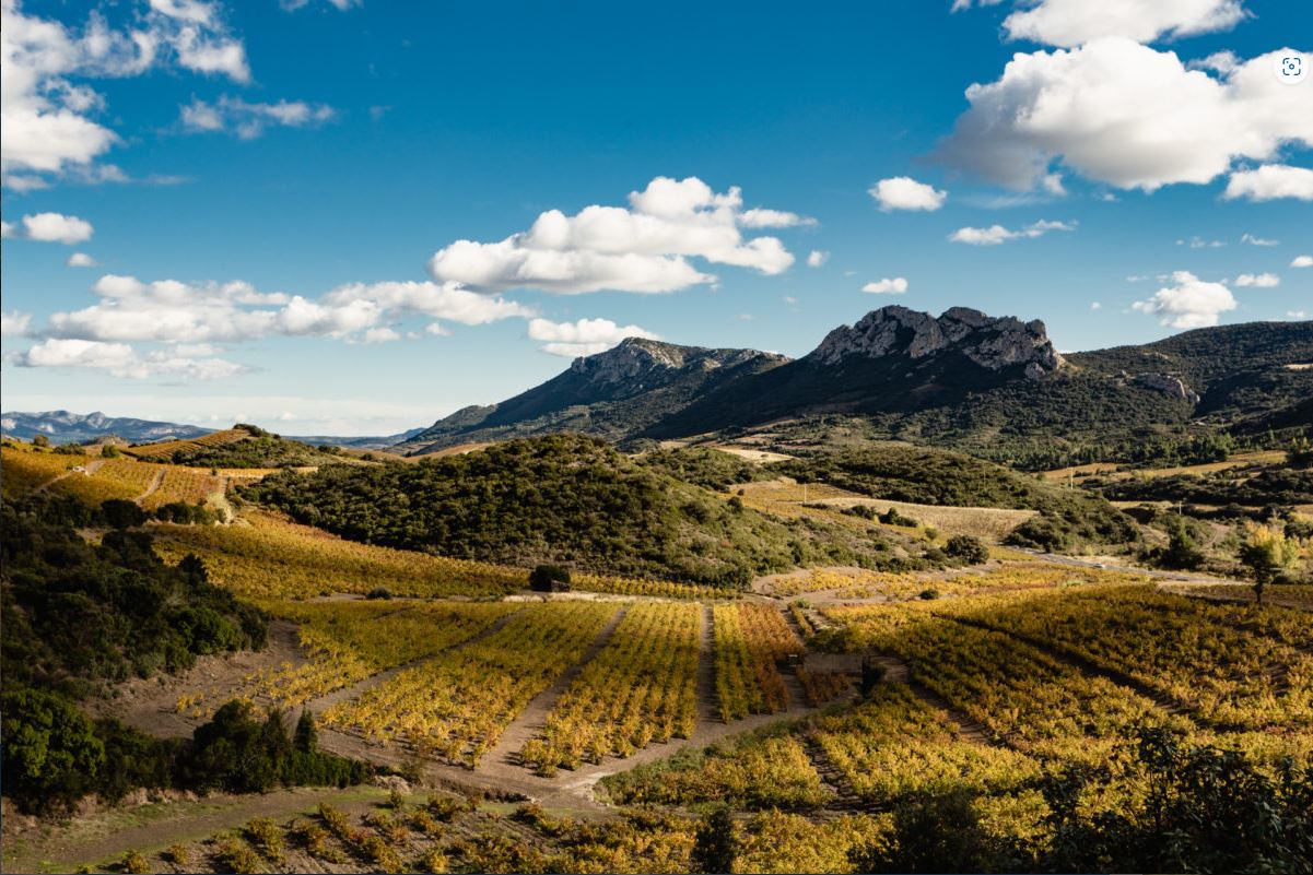 Novos vinhos do Languedoc-Roussillon entram no portfólio da Porto a Porto