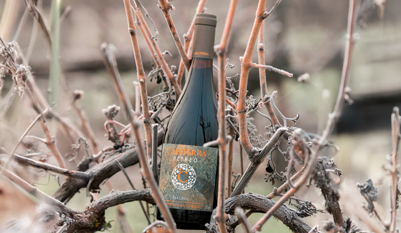 Chile também produz Malbec elegante, saboroso e redondo