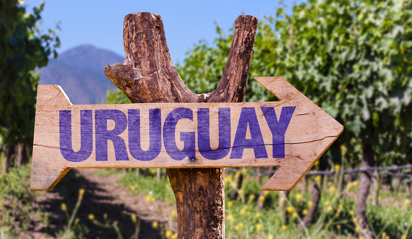 Uruguai: o pequeno país que faz grandes Tannat