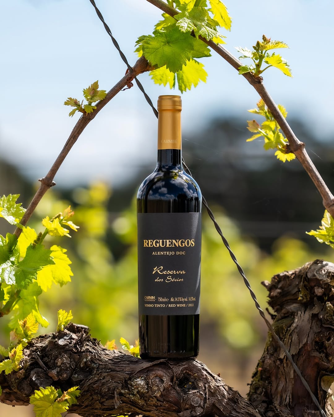 Novo vinho Reserva dos Sócios DOC Alentejo Tinto chega ao Brasil