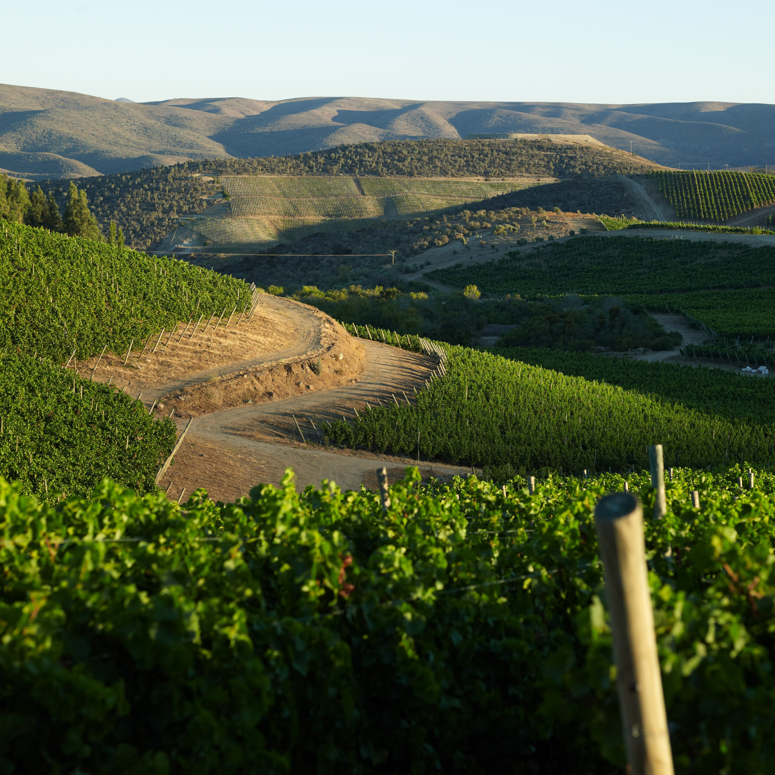 Vale do Limarí: terroir chileno produz vinhos que lembram Chablis